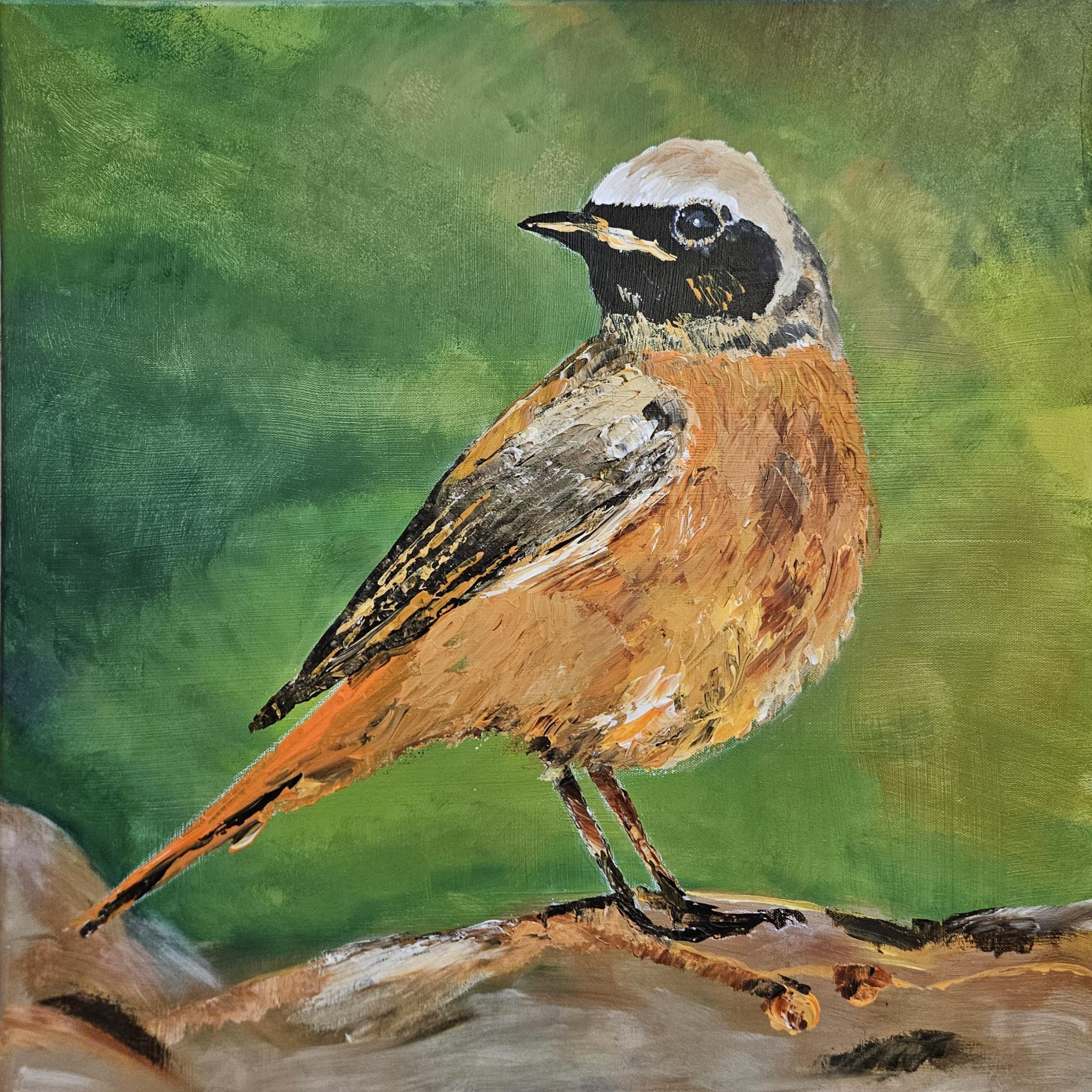 Gartenrotschwanz / Acryl